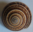 /products/heliacus-cylindricus-gmelin-j-f-1791/